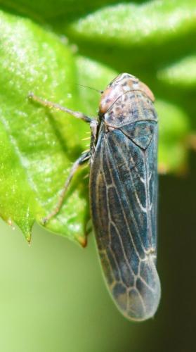 Athysanini